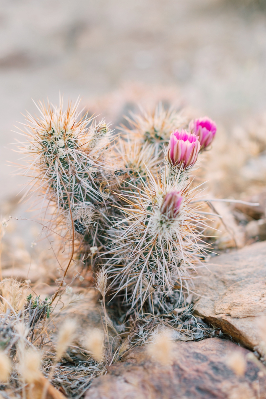 JoshuaTree_PhotoShoot-001