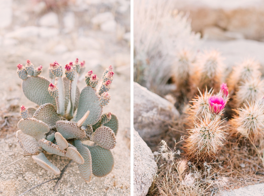 JoshuaTree_PhotoShoot-002