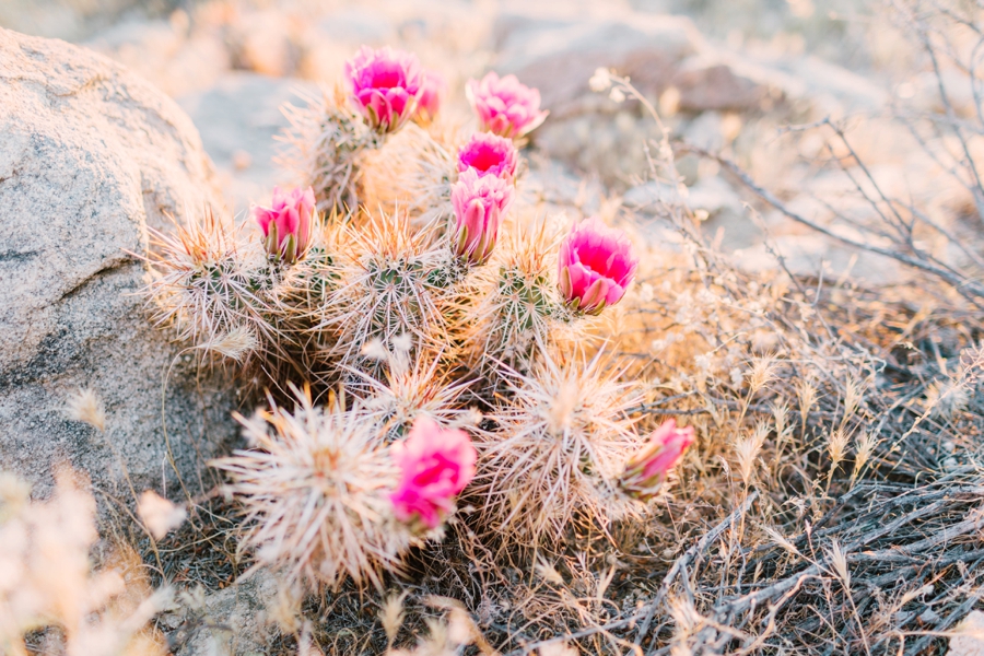 JoshuaTree_PhotoShoot-003