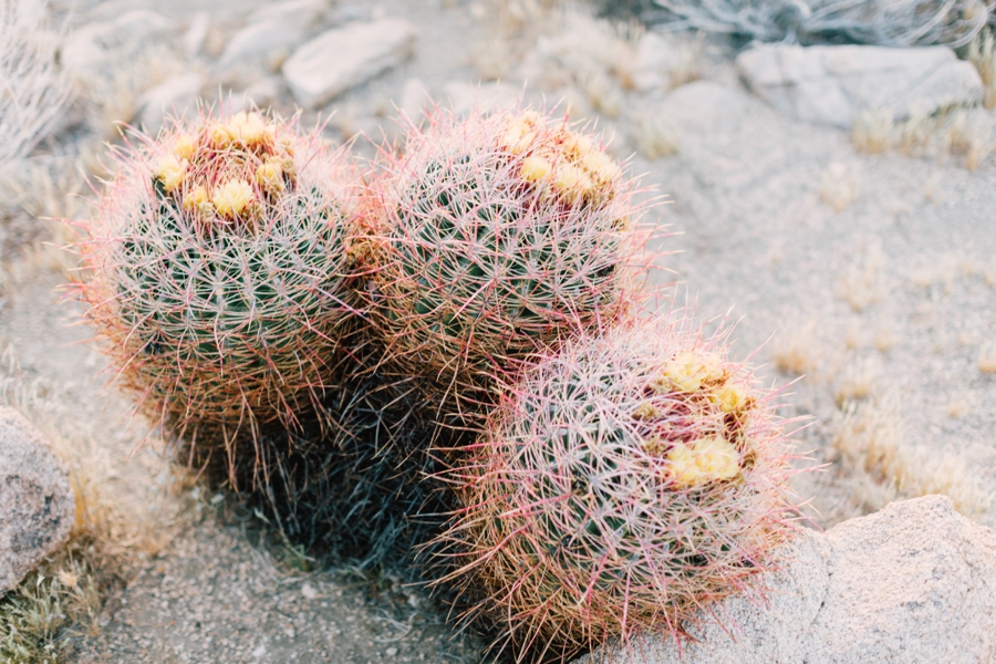 JoshuaTree_PhotoShoot-004